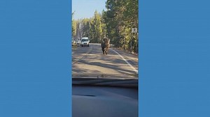 Bison charge past tourists in Yellowstone National Park