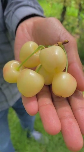 White cerry ki kheti #trendingshorts #shorts #youtubeshorts #viralshorts #ytviral #foryou #feeds