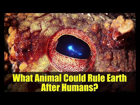 What Animal Could Rule Earth After Humans? | Evolution & Future Species
