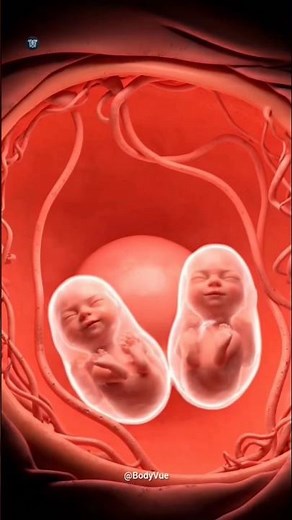 DOUBLE LIFE! The Journey of Twin Pregnancy Womb Time-Lapse #medicina #twinpregnancy