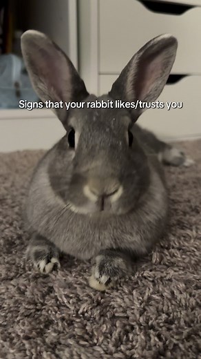 Understanding Your Rabbit's Trust Signs