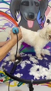 Fresh summer cut! 🐶💈💇‍♀️ #Dog #Makeover #DogGrooming #Satisfying | The Pet Collective