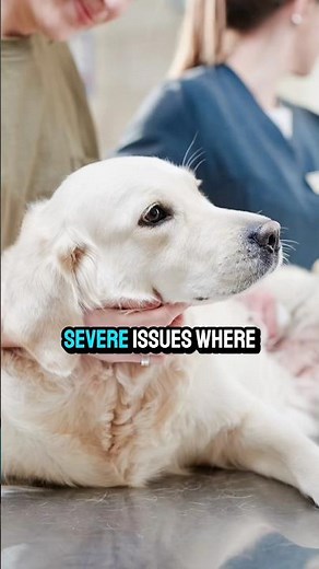 Dark chocolate is POISONING your dog #petwarning #toxicdogs