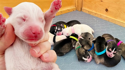 Brand new husky puppies take their very first steps