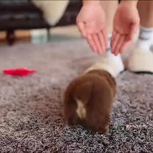 Pomeranian | Puppies 😍 on Instagram: "Is there anything cuter than a Pomeranian in this world? 🥰 . Tag someone who needs to see this 🤗 . Tag us in your story or post to get featured🔥 . Follow us for daily cuteness ❤️: 👉@cuddlypomeranian👈 . 👉@cuddlypomeranian👈 . 👉@cuddlypomeranian👈 . . DM for credit . All rights are reserved and belong to their respective owners! . #pomeranian #pomeranianpuppy #pomeranians #pomeranianlove #pomeranianpuppies #pomeranianlife #pomeranianworld #pomeranianst