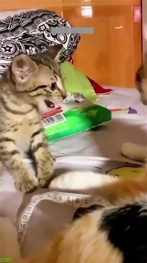 Funny Pets 🥰 Funny Cat Videos 😼 # Episode 5271