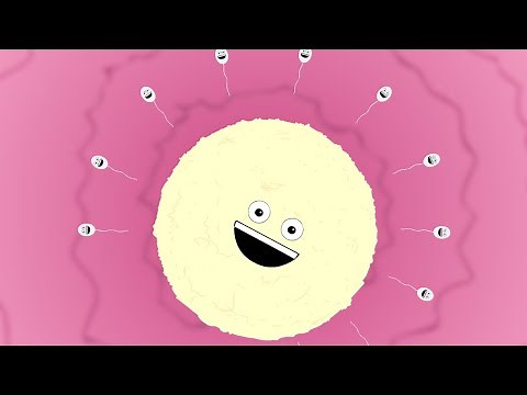 Egg and Sperm | FUNNY and educational Reproduction animation