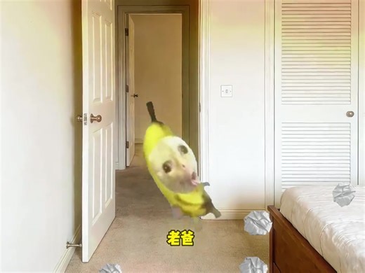 #catmeme #抽象 #fyp | cat memes