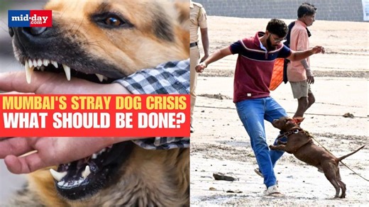 Mumbai’s stray dog attacks: Why is it rising? Causes & solution - Watch video