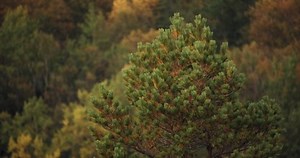 Top of pine tree swaying in the wind in autumn. Warm mixed forrest, out of focus in the background.