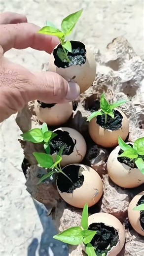 Creative Idea: Growing Plants Using Eggshells 🌱🥚