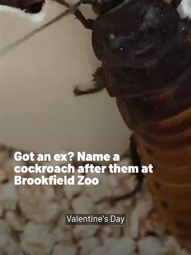 This year, the Brookfield Zoo will once again offer the opportunity for you to name a cockroach in honor of your least favorite person. Or favorite, if they happen to like cockroaches. You can name a cockroach after a person of choice by making a $15 donation to the Brookfield Zoo. In exchange, you'll receive a certificate of naming in your donation receipt. Donors can share, print and hang these certificates. #brookfieldzoo #valentinesday