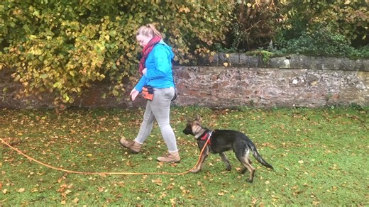Training the check-in. An example of training the basic response. A simple but very good behaviour to train. The dog learns to alert to a neutral sound which is a calm way of gaining attention. The check-in can be used anywhere and you will be surprised how far a click with the mouth can reach a dog. It is also good for keeping situations calm and giving your dog a back door out of a situation. It can be used with hand signals and movement to communicate. It is also ideal for not disturbing game
