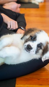 10K views · 421 reactions | Stretching, breathing, and puppy cuddles — the perfect combination 懶 #PuppyYoga #PuppyTherapy #SerotoninBoost #CutestWorkoutEver #DogYoga #FeelGoodVibes #HappyHumansHappyPuppies | Puppies&Yoga Pittsburgh | Facebook