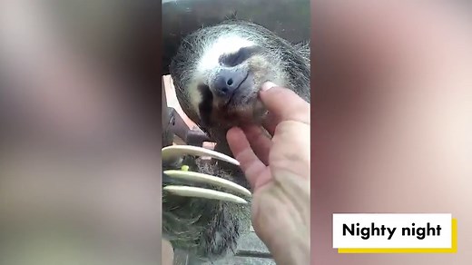 Sloth falls asleep seconds after getting chin scratched