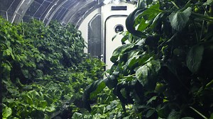 This Inflatable Greenhouse Was Built For Mars