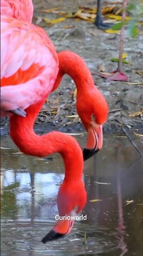 🦩Amazing Flamingo Facts #curioworld #facts #animalfacts #viral #birds #trending #shorts #new #yt