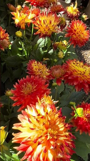 Dahlia Close-Up: The Intricate Details Everyone Overlooks
