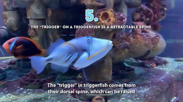 5 Things I Learned About Picasso Triggerfish ‪@cleaquarium‬