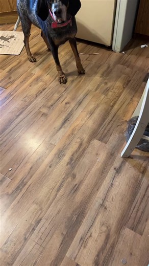 Dog Drama Queens: Bluetick Behavior Explained