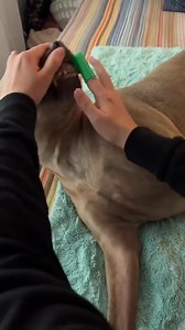 Pawsitively the cutest nighttime routine we’ve ever seen. 🐾🥺#BedtimeRoutine #DogBedtimeRoutine #Dogs #GRWM | Mattress Firm