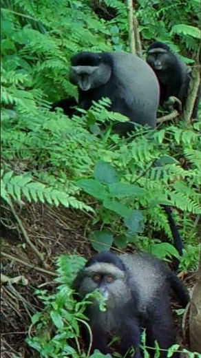 Blue Monkeys Make a Comeback on Idjwi Island