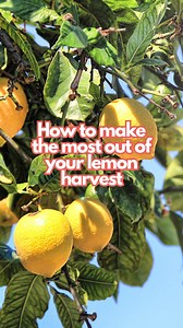 Lots of lemons? Make the most of your winter lemon harvest for future use! 🍋🍋🍋 Squeeze the juice into an ice cube tray and then store the frozen cubes in a plastic ziplock bag. You can also save the zest by either freezing thin layers on baking paper and storing in ziplock bags or dehydrating the zest in a dry airy spot, low temp oven or dehydrator and storing in an airtight jar. We'd love to hear about how you use your lemons! 😄🍋 #lemons #growinglemons #gardenening #gardeningtips #lemonade