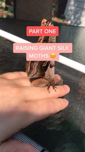 What Do Moths and Butterflies Eat?