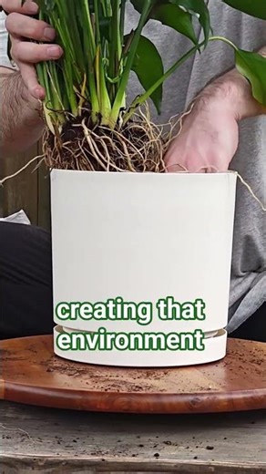The Nurturing Garden