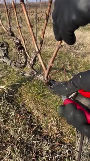 Winter Pruning for Vine Balance