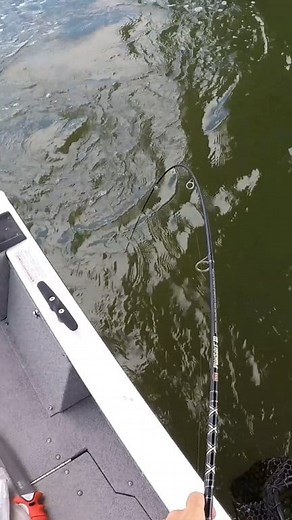 12K views · 144 reactions | Bridge MONSTER on Tiny Shrimp! #reels #fishing #saltwaterfishing #bigfish #blackdrum #shrimp | Beaufort SC Fishing | Facebook