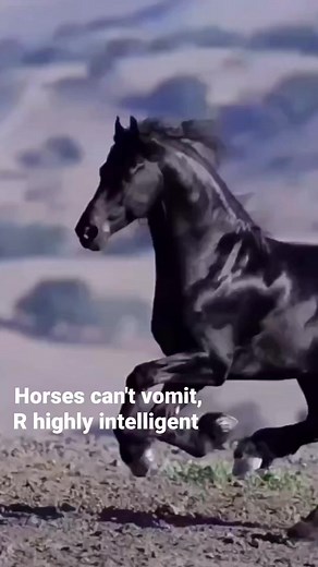 1.5K views · 21 reactions | Equus is the scientific name of horse, life span is 20 to 30 years #Horse #Race #Animal | KNT Knowledge Plus | Facebook