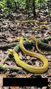 The Deadliest Island on Earth: Ilha da Queimada Grande 🐍 #history #mystery