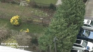 26K views · 187 reactions | BEAR WATCH: Chopper 6 was following the #Delabear as it roamed through a Wilmington neighborhood. https://6abc.com/bear-spotted-running-through-backyards-of-wilmington-neighborhood/5735233/ | 6abc Action News | Facebook