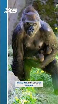 Adorable new gorilla babies at Woodland Park Zoo