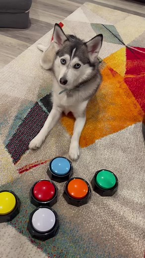 Looks like I’m starting to understand how these buttons work🐶 #doglover #smartdog #dogs #pets #husky