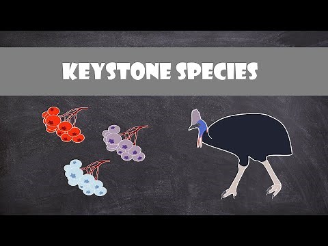 Keystone Species | Ecology