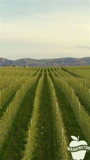 31 reactions · 3 comments | Wenatchee Valley certainly is apple country! Orchards along the Columbia and Wenatchee Rivers produce a wide variety of crunchy, juicy, delicious apples! Come visit us!  #apples #wapples #upperleftusa #wenatchee #grownwithgoodness #eatmoreapples #applecountry | Washington Apples | Facebook