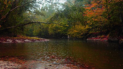 Louisiana's National Forest can be found in several parts of the state. What to know here