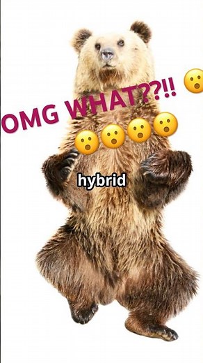 Pizzly Bears: The Unexpected Hybrid!