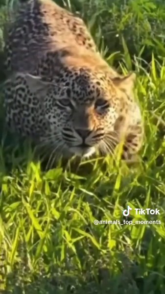 Leopard Stalking Baby Deer in the Wild