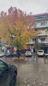 56K views · 3.3K reactions | Liquidambar tree at Aley Main Street شجرة العنبر الدمّاع بألوانها الزهيّة الباهية تتوسط سوق مدينة عاليه وكان قد زرعها رئيس بلدية عاليه الاستاذ وجدي مراد في العام ١٩٩٩ Aley Municipality - بلدية عاليه Wajdi Mrad | Kameel Rayes | Facebook