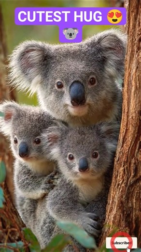 Cutest Koala Hug Ever 😍🐨 | AK Pet Bites