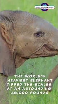 The world's heaviest elephant weighed in at an astounding 26,000 pounds. #wildlife #wildliferescue