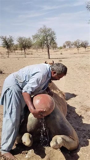 كيف يواجه أهلُ الباديةِ الحرّ الشديد؟ طريقة فريدة لتبريد الجِمال In the extreme desert heat, a unique traditional method is used to cool camels and help them cope with high temperatures 🐪☀️. This simple yet effective approach reduces stress on the animals and keeps them comfortable during harsh conditions. 🎥 Welcome to the Wild Chapter 🌍 A cinematic journey into the heart of nature, culture, and untold stories from the deserts of Pakistan and beyond. Hamara mission hai un jagahon ko explore k