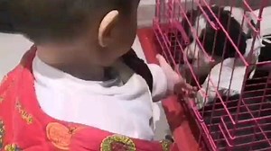 史宾格犬！展示史宾格幼犬！宝宝和狗狗玩开心了