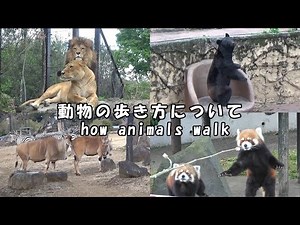 【動物解説】 動物の歩き方について ( Multilingual support )