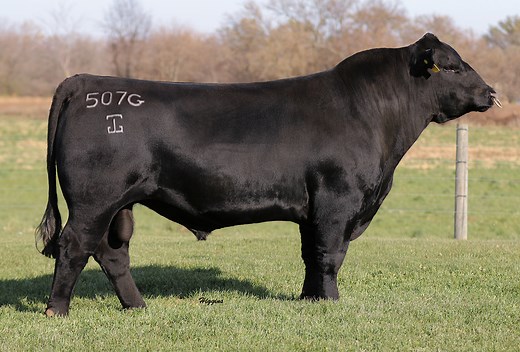 G A R Dual Threat - Select Sires Beef