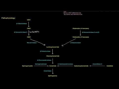 Sphingolipids: Sphingolipidoses - Tay Sachs Disease (a Lysosomal Storage Disease) [free sample]