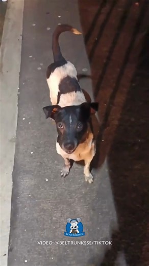 72K views · 7.5K reactions | ‘COUPLE SHIRT’  WATCH: A netizen from...